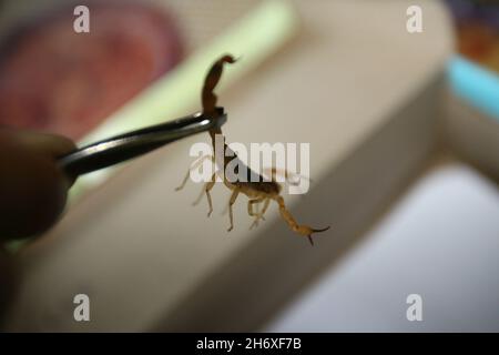 itabuna, bahia, brazil - june 16, 2011: Person holding a scorpion insect finding in a residence in Itabuna city. Stock Photo