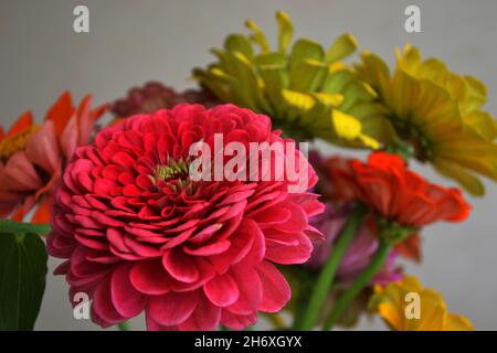 Mix of bright colorful zinnia flowers close-up Stock Photo