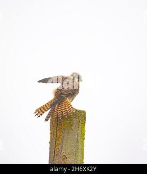 American kestrel (Falco sparverius), female looking for prey on a look ...