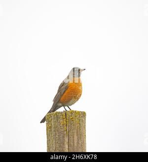 American Robin Hi Key Stock Photo