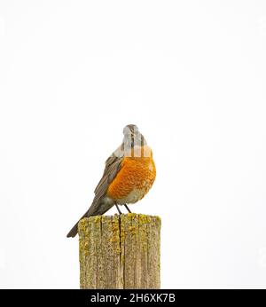 American Robin Hi Key Stock Photo