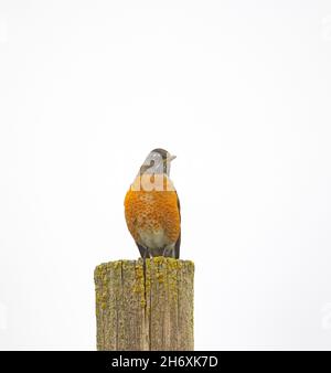 American Robin Hi Key Stock Photo