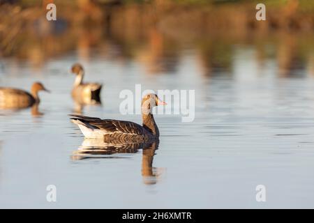 Greater White fronted Goose Stock Photo