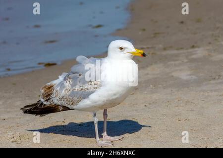 There is a lonely single seagull standing on a sandy beach on the coast of the Baltic Sea in Kolobrzeg, Poland. Stock Photo