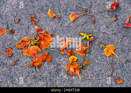 Fallen Flamboyant, The Flame Tree or Royal Poinciana, flowers on the rough cement ground. Stock Photo