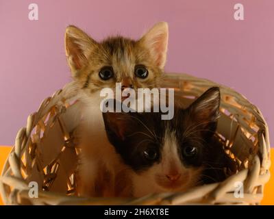 The photo shows 2 fluffy kittens in black and white and a tricolor in a basket. The background is orange purple. One kitten is looking directly at the Stock Photo