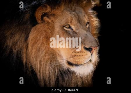 Male Lion (Panthera leo) at ABQ BioPark in Albuquerque, New Mexico Stock Photo