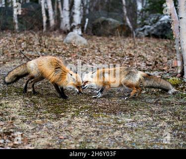 Red fox couple interacting with birch trees background in the springtime displaying fox tail, fur, in their environment and habitat. Fox Photo Image. Stock Photo