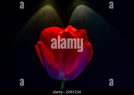 Tulip on black background. Red tulip illuminated by two lights. Spring blossom or bloom background photo. Stock Photo