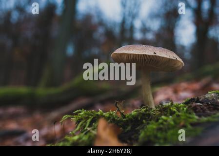 A mushroom that grows on moss, a small mushroom with cobwebs, artfully abstract Stock Photo
