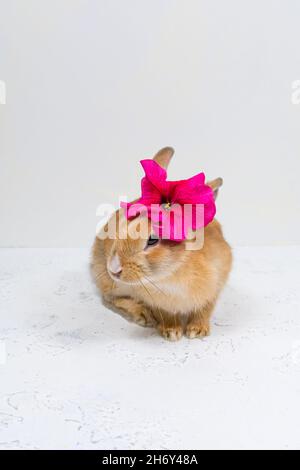 Ginger rabbit with a pink flower on a white background. The basis for the postcard. Place for an inscription. Stock Photo