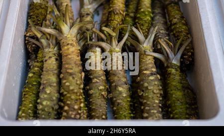 Merchants sale wasabi in famous Tsukiji fish market. Area around the biggest wholesale fish and seafood market in the world with retail shops and rest Stock Photo