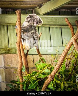 Cute Koala in artificial habitat of poles and eucalyptus leaves inside shelter. Stock Photo