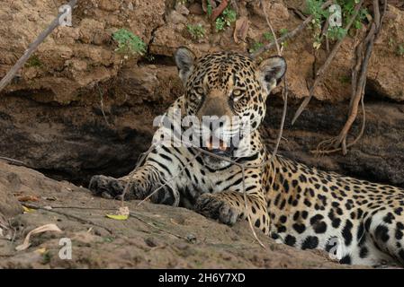 A wild Jaguar from North Pantanal, Brazil Stock Photo