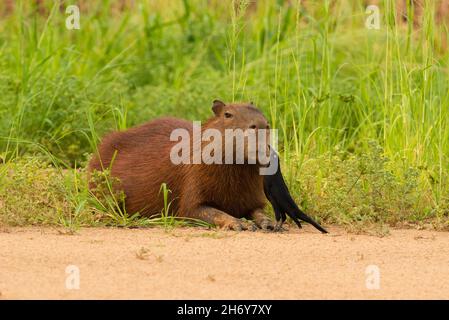 A Giant Cowbird (Molothrus oryzovorus) picking ticks from a Capybara fur, in a mutualistic relationship. Stock Photo