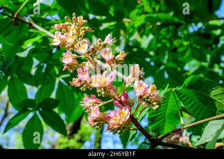 Small fresh green leaves and pink flowers and buds on branches of a Chestnut tree, in a garden in a sunny spring day, beautiful outdoor monochrome bac Stock Photo