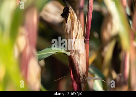 Corn on the cob on the stalk before harvesting. Ripe corn in the field. Golden grain grains in the green-red leaves of the plant. Stock Photo