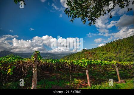 Photography Chayote plantation or Mexican cucumber. Plantation of vegetable like chayote in mountain place. Agriculture field beetween hills. Panorama Stock Photo