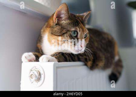 Fluffy cat lying on warm radiator battery. Multi colored kitty feel comfortable sleep on hot heater Stock Photo