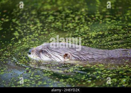 Close up of river otter swimming in amongst green algae Stock Photo