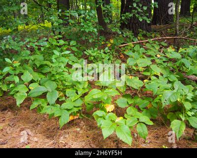 Poison ivy growing rampant on a forest floor, USA, 2021 © Katharine Andriotis Stock Photo
