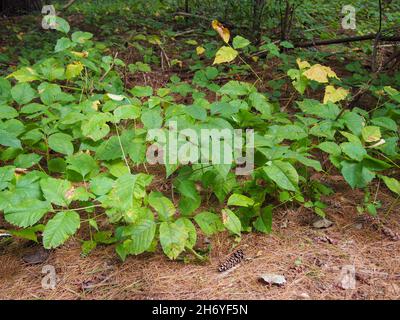 Poison ivy growing rampant on a forest floor, USA, 2021 © Katharine Andriotis Stock Photo