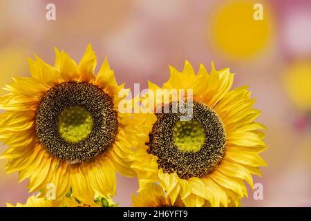 Two big bright yellow sunflowers against a bokeh pastel background Stock Photo