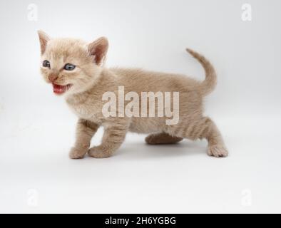 beige-haired blue-eyed baby kitten isolated on white background Stock Photo