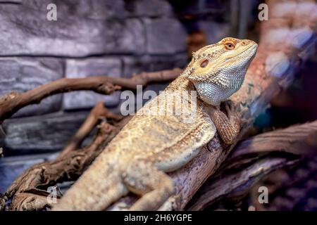 Root Bearded Dragon or Agama lizard reptile on the tree branch in terrarium. Stock Photo