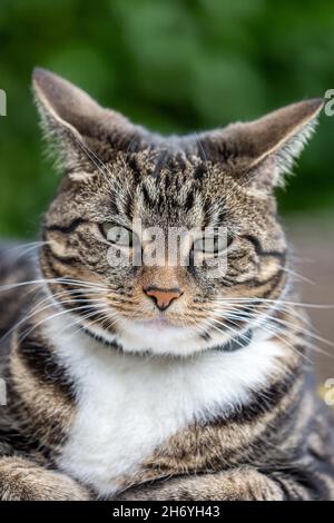 A vertical shallow focus of a tabby cat angrily staring to the side ...