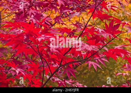 Red Maple tree in Autumn Stock Photo