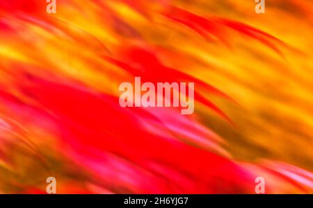 Abstract Image of a red Maple tree in Autumn Stock Photo