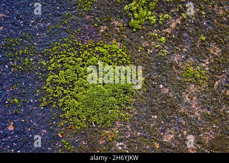 Moss on stone wall background Stock Photo