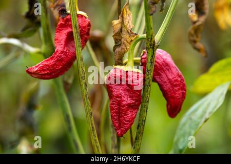 Autumn red peppers after the harvest, dried by the autumn cold, frost and wind. Dried red pepper Stock Photo