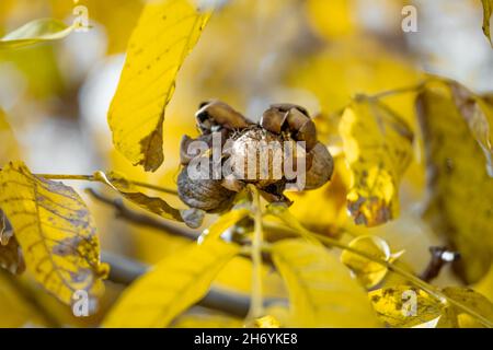 Autumn ripe walnuts on the walnut tree with yellow leaves (Juglans regia) Stock Photo