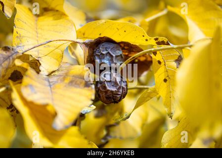 Autumn ripe walnuts on the walnut tree with yellow leaves (Juglans regia) Stock Photo