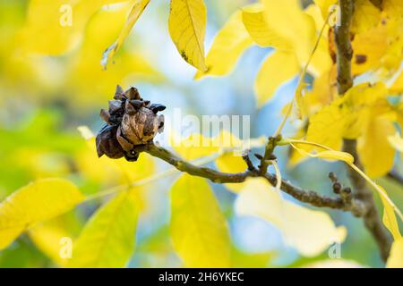 Autumn ripe walnuts on the walnut tree with yellow leaves (Juglans regia) Stock Photo