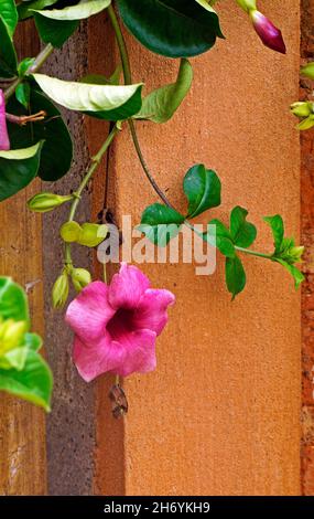 Purple allamanda flower (Allamanda blanchetii) Stock Photo