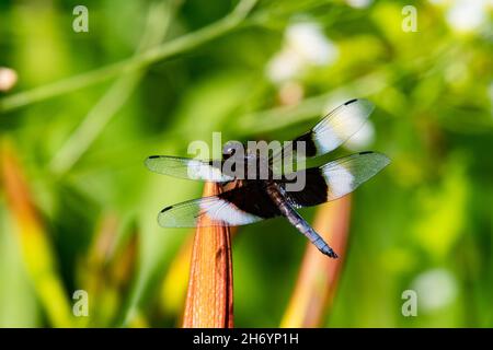 A Widow Skimmer dragonfly,  Libellula luctuosa, on the bud of a day lily plant in the garden in Speculator, NY USA Stock Photo
