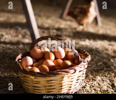 Wicker basket with chicken eggs standing on floor in henhouse Stock Photo