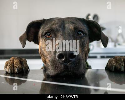 Closeup shot of Catahoula leopard dog looking over a table Stock Photo