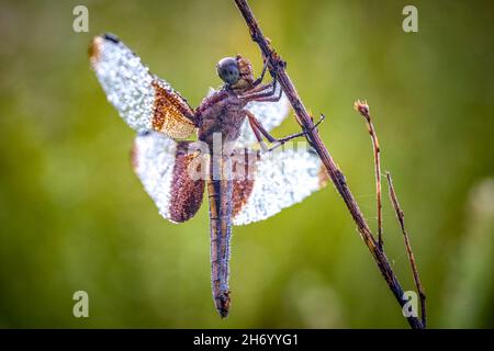 A female Widow Skimmer (Libellula luctuosa) patiently waits for the sunshine to dry all the dew droplets. Raleigh, North Carolina. Stock Photo