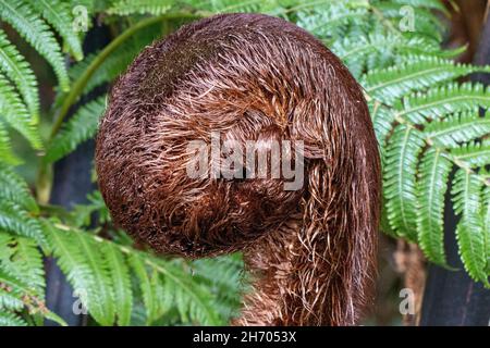 unfurling koru silver fern frond (Cyathea dealbata) New Zealand Stock Photo