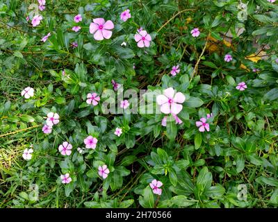 Full Frame Image Of Pink Flowering Sadabahar Madagascar Periwinkle Plants  Growing In Plant Pots Displayed In Garden Centre Green Leaf Background  Focus On Foreground Elevated View Stock Photo - Download Image Now -