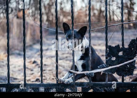 A cute black and white mix-breed dog peeking out from a metal fence Stock Photo