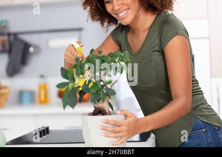 cropped view of woman spraying a houseplant Stock Photo