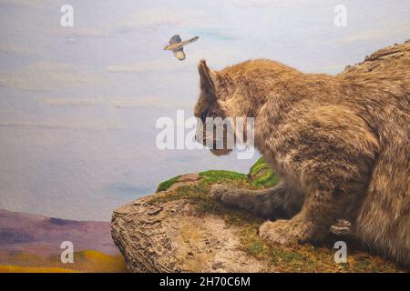 A diorama of a taxidermy, stuffed bobcat on a rock ridge, hunting prey. At the Science Museum in Springfield, Massachusetts. Stock Photo