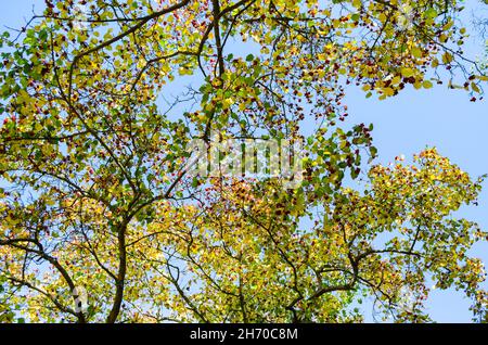 Upper Branches Of Trees Background. Looking up at the blue sky through the trees branches. Spring Sun Shining Through Canopy Of Tall Trees Woods. Stock Photo