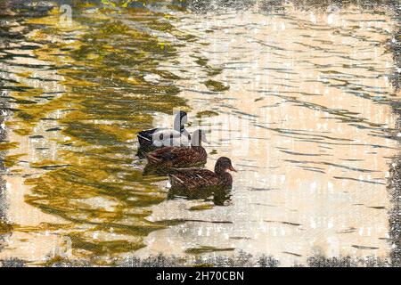 Three ducks swimming in a pond. A drake and two females on an undulating water surface. Natural habitat. Digital watercolor painting. Stock Photo