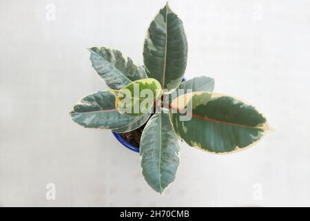 Decora Tree, Indian Rubber Tree or Rubber Plant or Variegated Indian Rubber Stock Photo